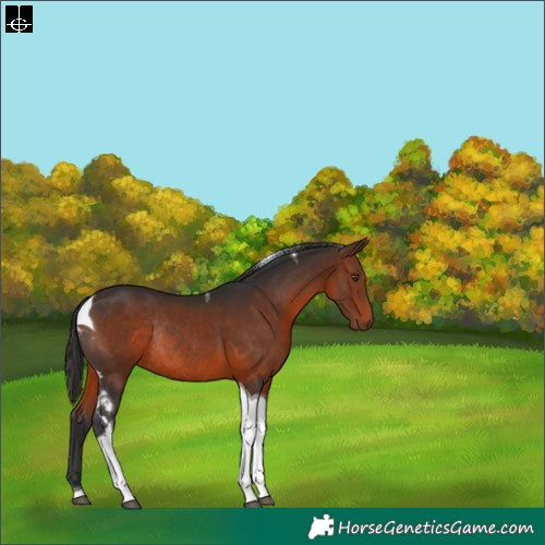 Horse Color:Brown Tobiano Rabicano 