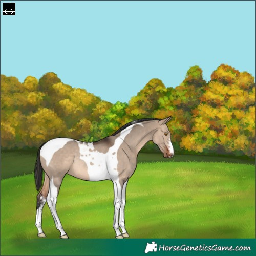 Horse Color:Brown Dun Sabino Tobiano Rabicano 