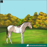 Horse Color:Brown Dun Sabino Tobiano Rabicano 