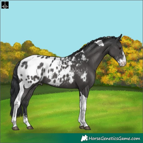 Horse Color:Black Sabino Tobiano Appaloosa Rabicano 
