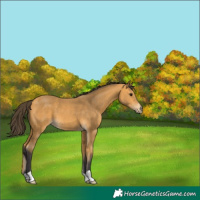 Horse Color:Buckskin