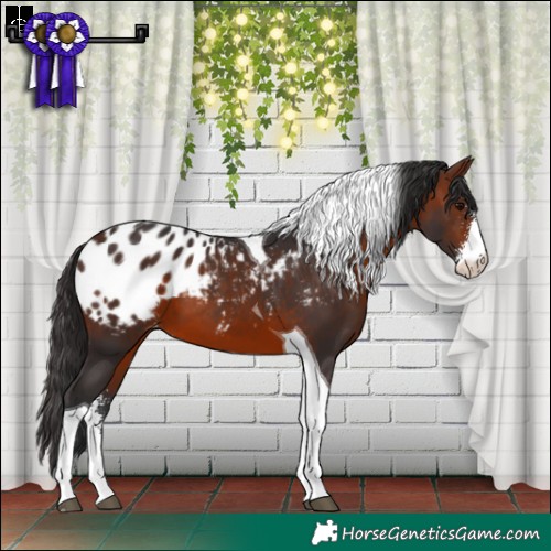 Horse Color:Brown Sabino Tobiano Appaloosa 