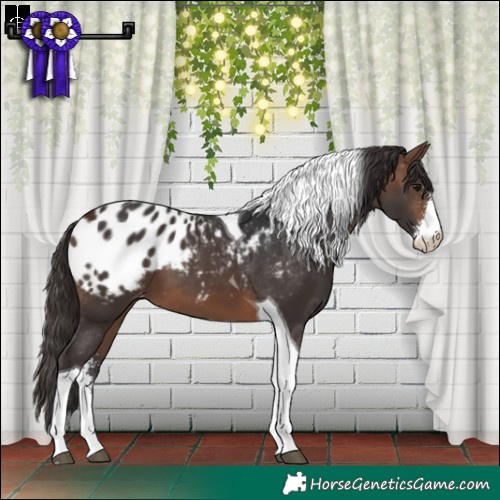 Horse Color:Brown Sabino Tobiano Appaloosa 