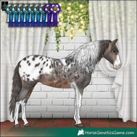 Horse Color:Brown Sabino Tobiano Appaloosa