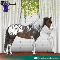 Horse Color:Brown Sabino Tobiano Appaloosa 
