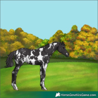 Horse Color:White Spotted Smoky Black