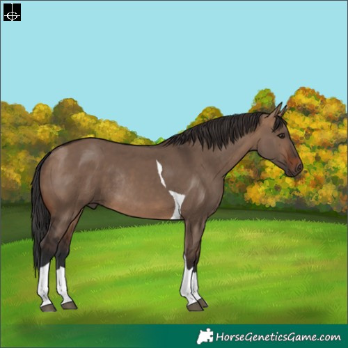 Horse Color:Brown Dun Tobiano Rabicano 