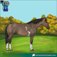 Horse Color:Brown Dun Tobiano Rabicano 