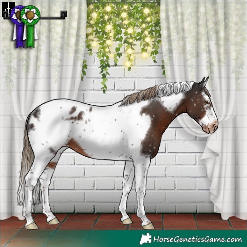 Horse Color:Liver Chestnut Sabino Splash Tobiano Frame Appaloosa Rabicano 