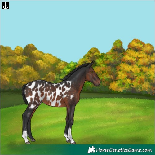 Horse Color:Brown Tobiano Blanket Rabicano 