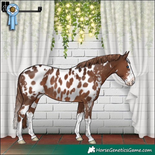 Horse Color:White Spotted Liver Chestnut Sabino Splash Blanket Rabicano 