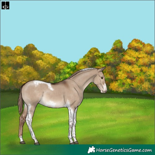 Horse Color:Liver Red Dun Tobiano Frame Rabicano 