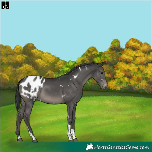 Horse Color:White Spotted Black Tobiano Appaloosa Rabicano 