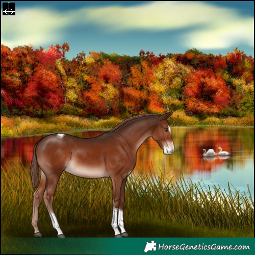 Horse Color:Liver Chestnut Splash Tobiano Rabicano 