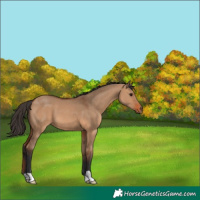Horse Color:Bay Dun