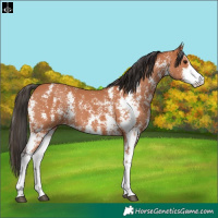Horse Color:Bay Sabino 