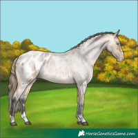 Horse Color:Buckskin Roan Merle Blanket 