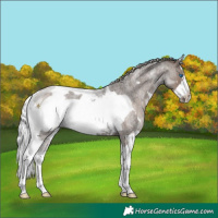 Horse Color:Silver Blue Roan Merle Frame 