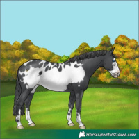 Horse Color:Black Merle Frame Appaloosa 