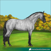 Horse Color:Blue Roan Appaloosa Rabicano