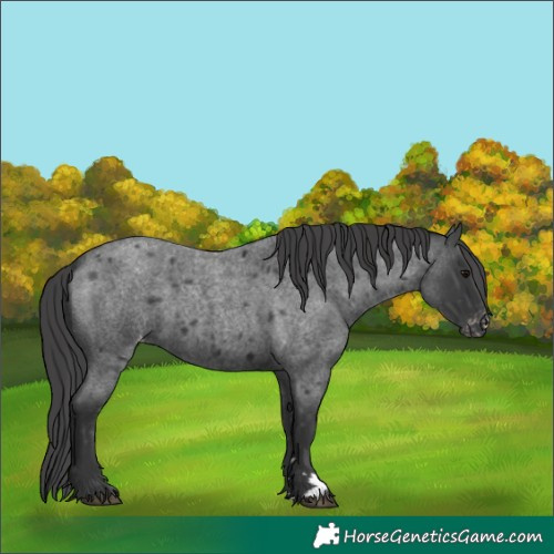 Horse Color:Blue Roan Appaloosa Rabicano 