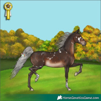 Horse Color:White Spotted Silver Brown Tobiano