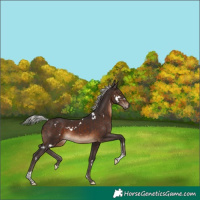 Horse Color:White Spotted Silver Brown Tobiano 