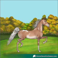 Horse Color:White Spotted Silver Sable Champagne Tobiano 