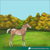 Horse Color:White Spotted Silver Sable Champagne Tobiano 