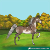Horse Color:White Spotted Silver Brown Dun Tobiano