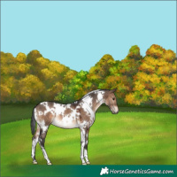 Horse Color:White Spotted Brown Dun 