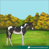 Horse Color:Brown Tobiano 