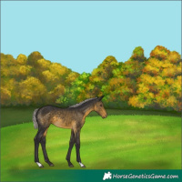Horse Color:Silver Buckskin 