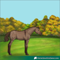 Horse Color:Liver Red Dun