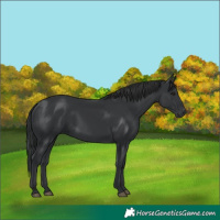 Horse Color:Black 