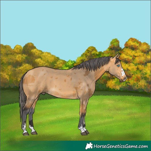 Horse Color:Buckskin Merle 
