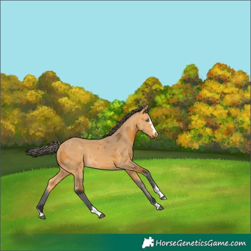 Horse Color:Buckskin Merle 