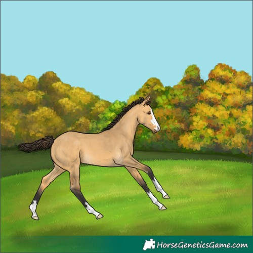 Horse Color:Buckskin Dun 