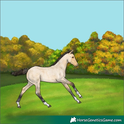 Horse Color:Buckskin Roan Dun Merle 