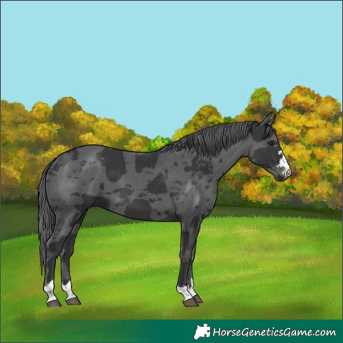 Horse Color:Black Merle 