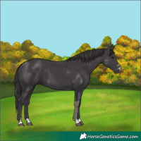 Horse Color:Smoky Black Merle 