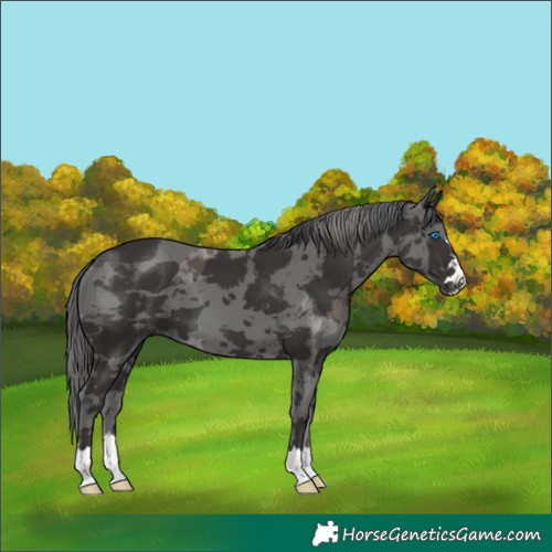 Horse Color:Smoky Black Merle
