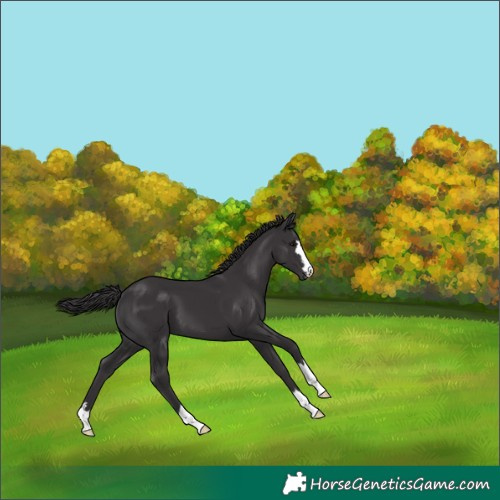 Horse Color:Smoky Black