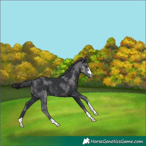 Horse Color:Black Merle