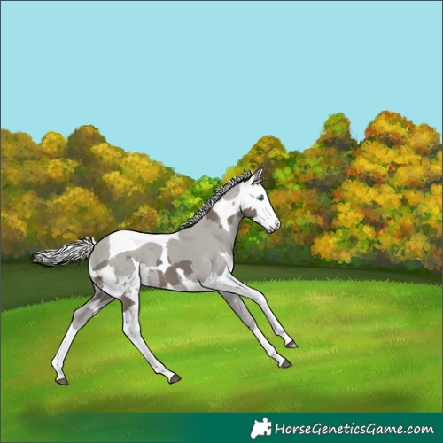 Horse Color:Silver Smoky Black Merle 