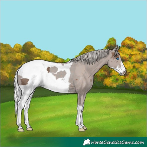 Horse Color:Silver Black Merle 