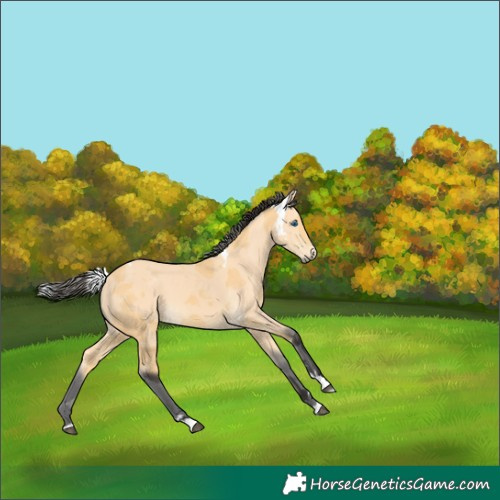 Horse Color:Buckskin Merle 