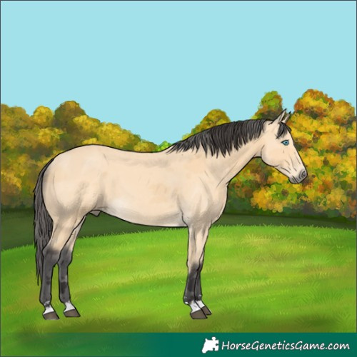 Horse Color:Buckskin Merle