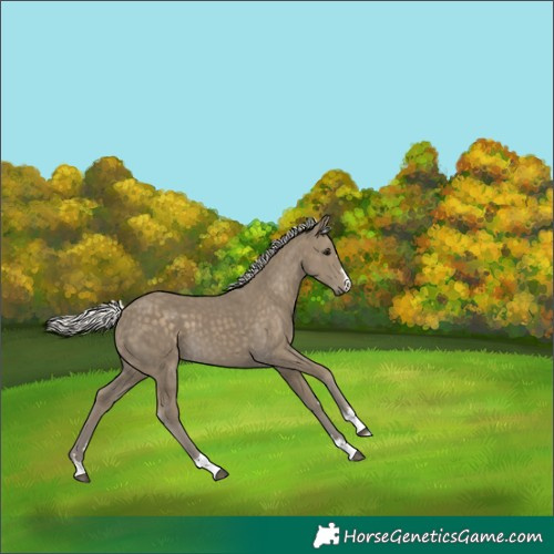 Horse Color:Silver Smoky Black