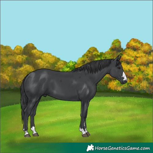 Horse Color:Black Merle